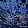 早咲き桜