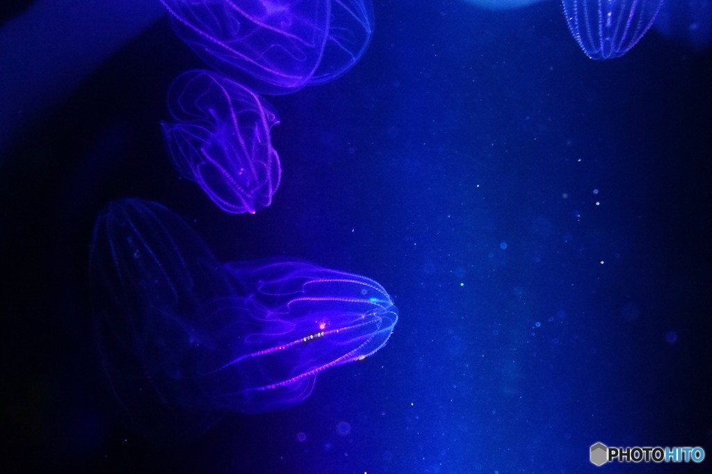 Blueocean