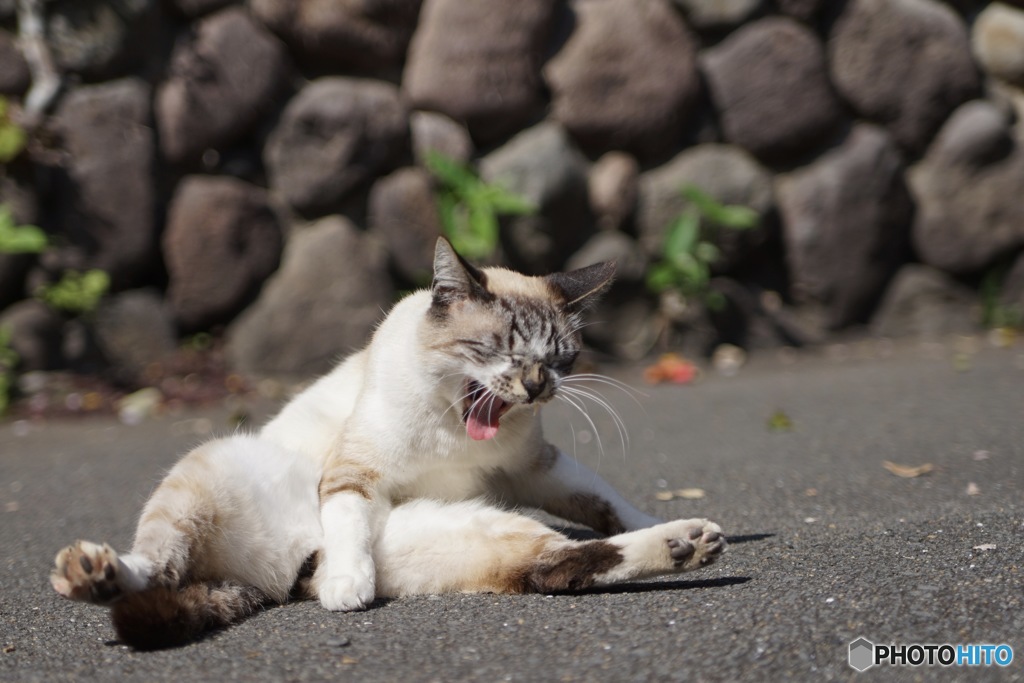 ミャー！よく寝た