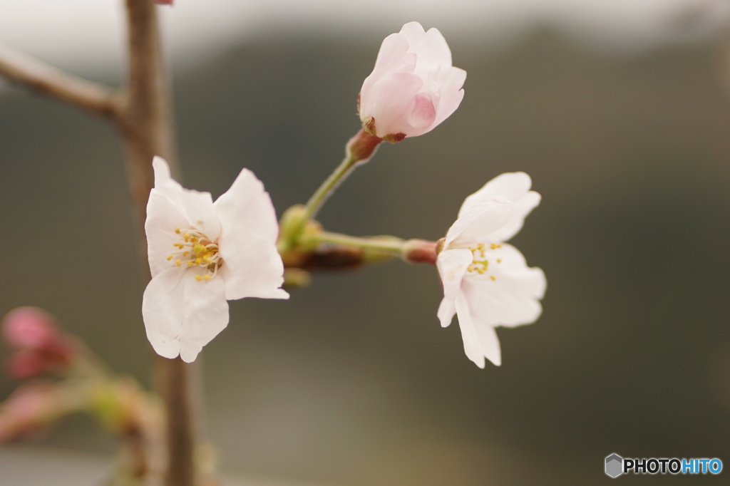 枝桜