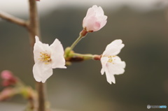 枝桜