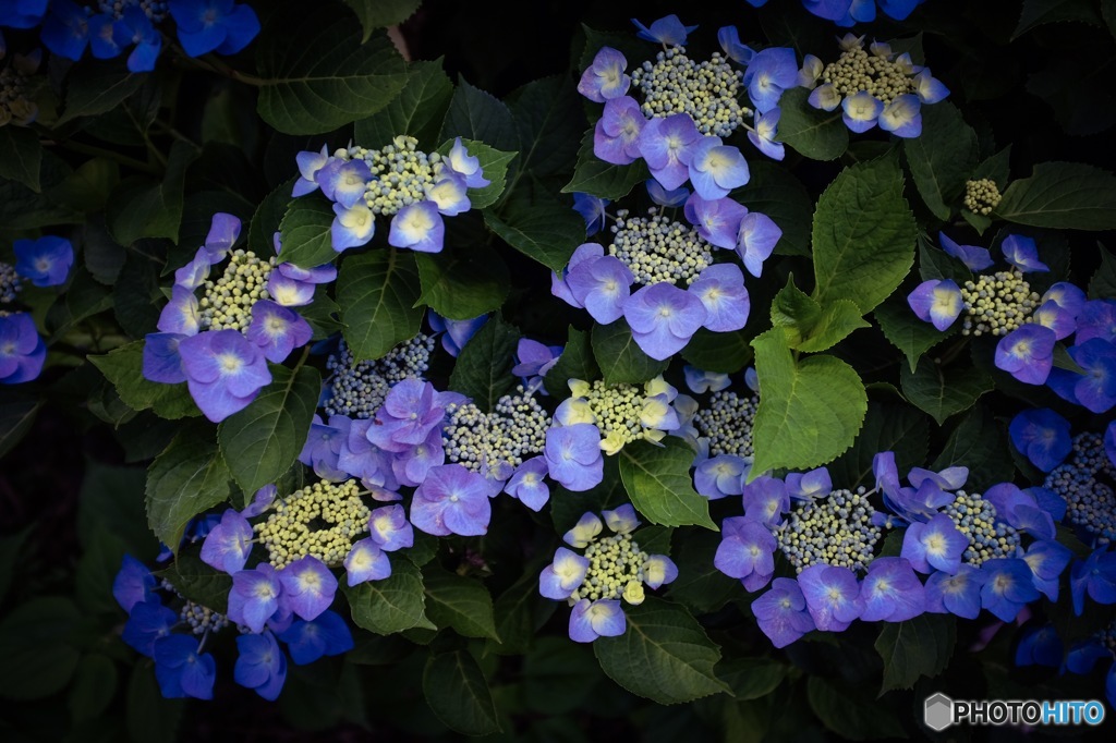 神楽女湖の紫陽花