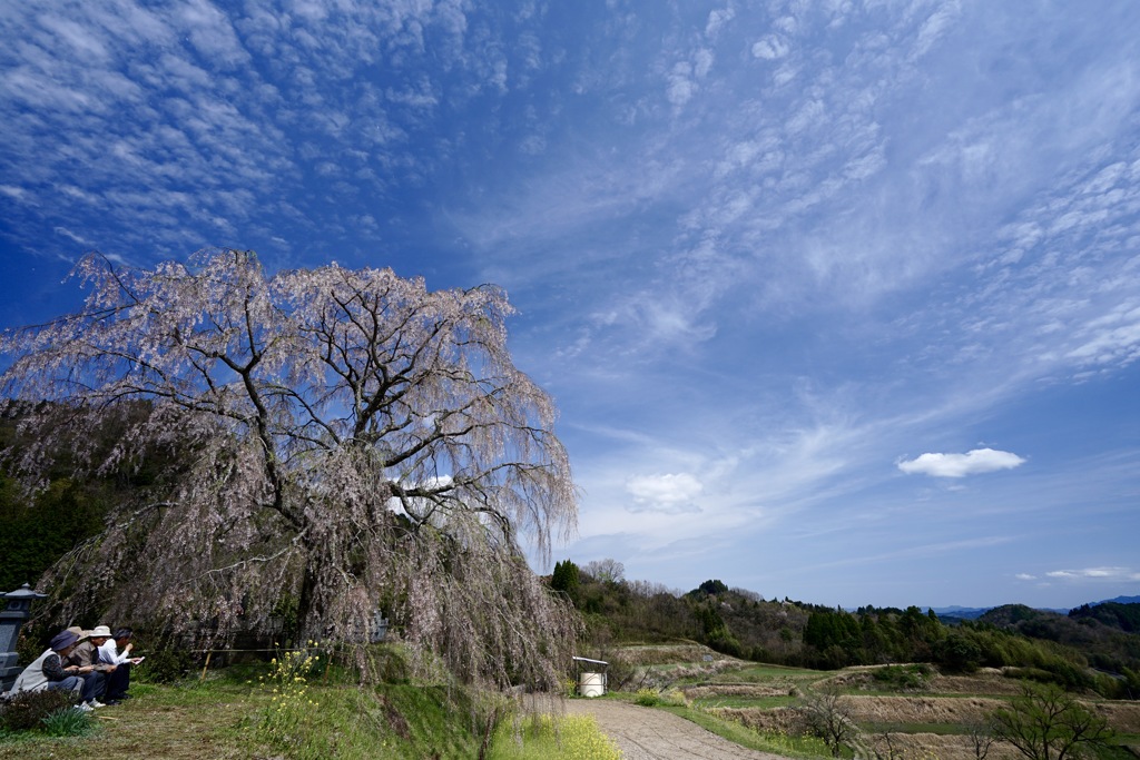 墓守桜
