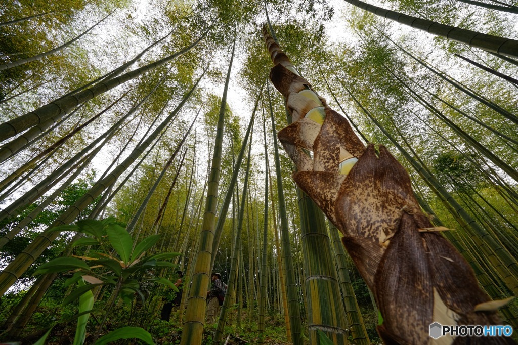 おっきなタケノコ