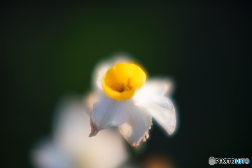 水仙の花