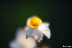 水仙の花