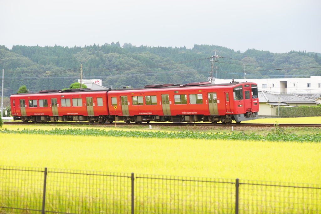 菜の花列車