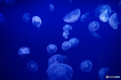 海月舞う