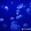 海月舞う