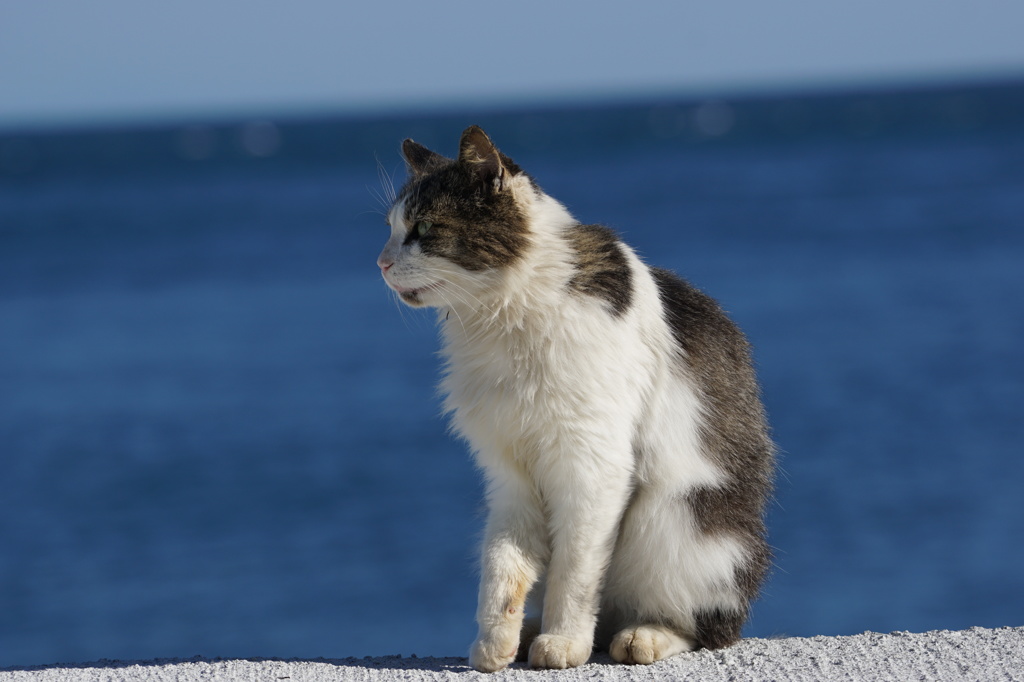 海を見ていた猫