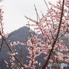 春景