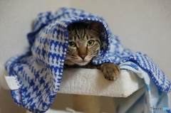 ほっかむりニャン吉つぁん