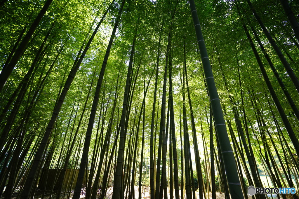 竹林