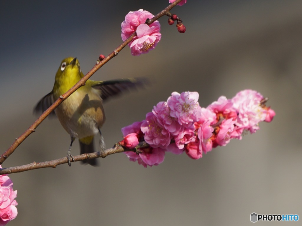 春がきた