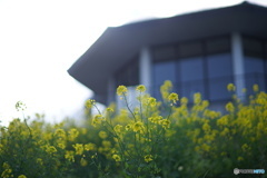 展望台の菜の花