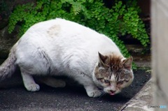 ニャンか用かね？