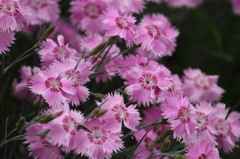 積丹に咲く花