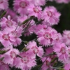積丹に咲く花