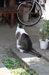 下谷の主