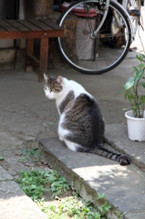 みかえり美人