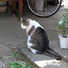 みかえり美人
