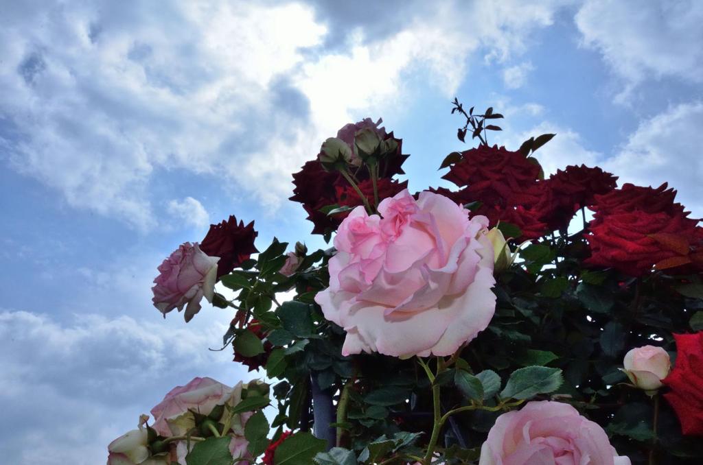薔薇
