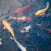 淡水魚