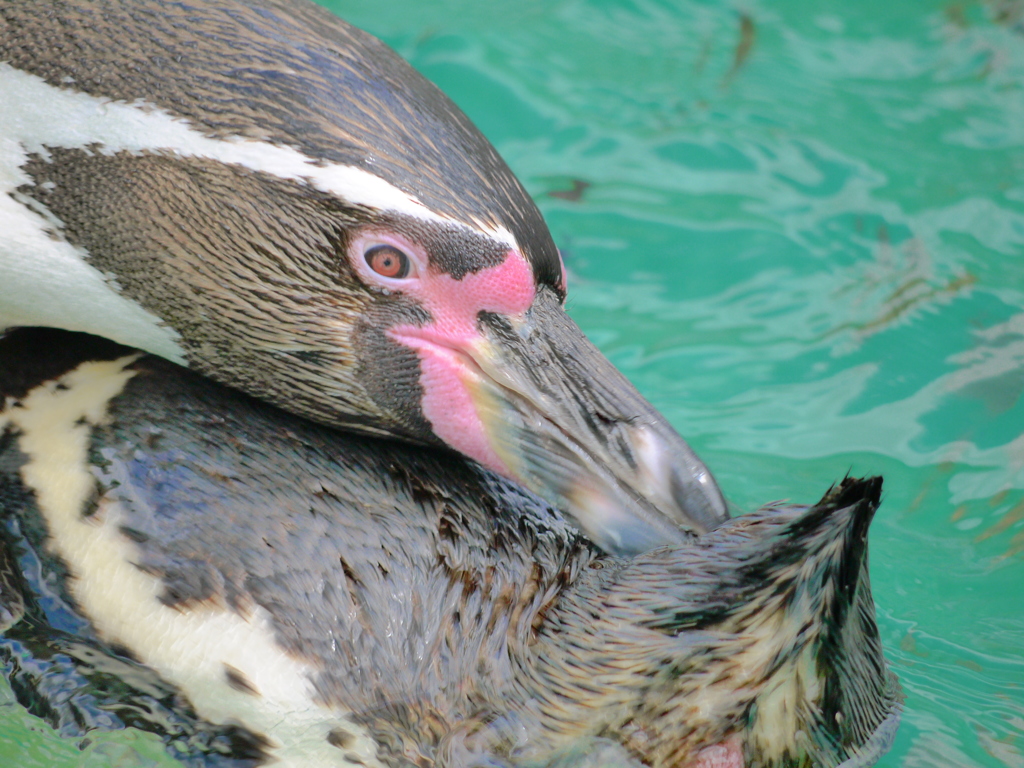 ペンギン