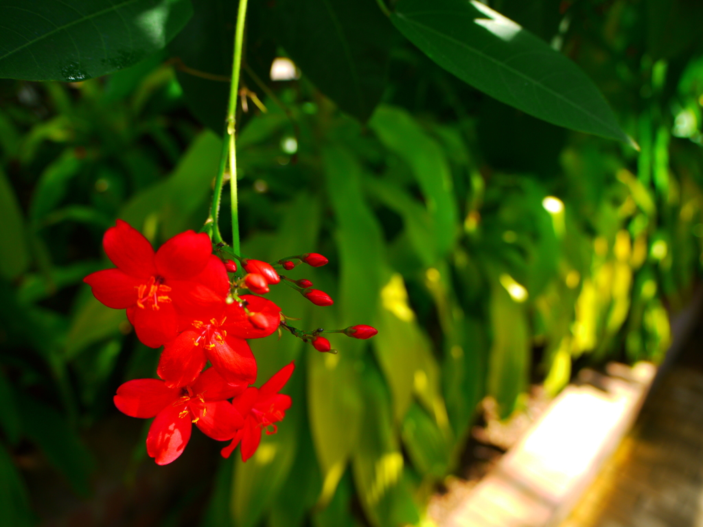 線香花火