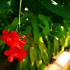 線香花火