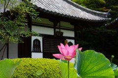 三室戸寺のハスの花