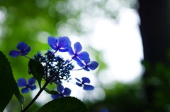 久米寺の紫陽花