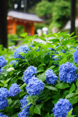 三室戸寺の紫陽花
