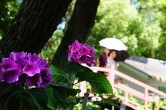 京都・藤森神社の紫陽花