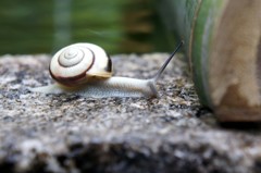 カタツムリ