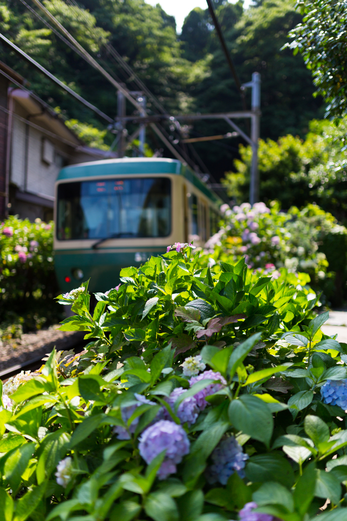 あじさいと江ノ電