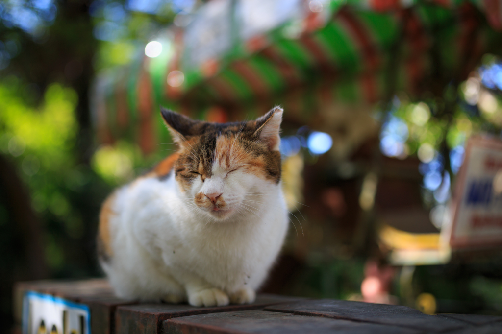 ねこ