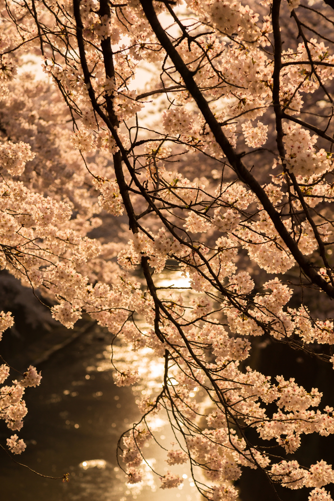 今年の桜を…