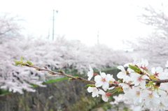 桜