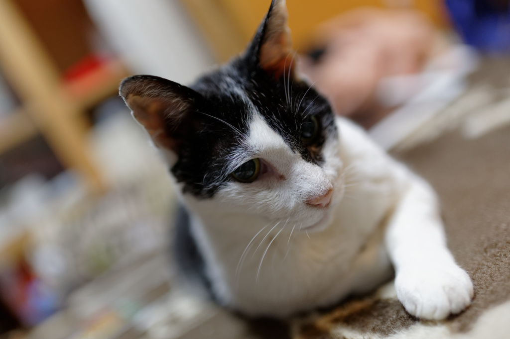 猫睫