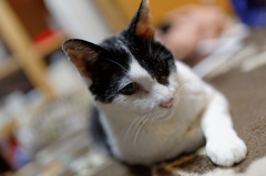 猫睫
