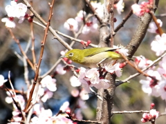 20130317mejiro