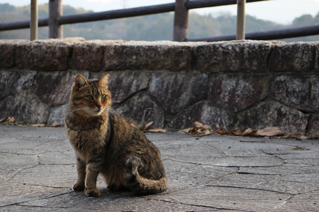 アイアムア猫である