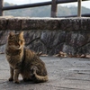 アイアムア猫である