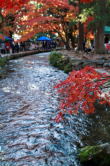 上賀茂神社の紅葉　其之参