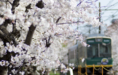 桜のトンネル