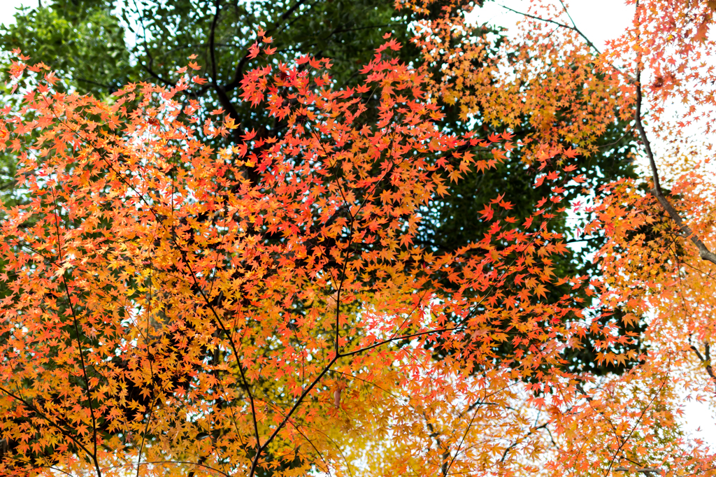 上賀茂神社の紅葉　其之壱