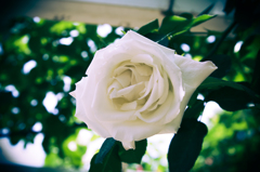 white rose