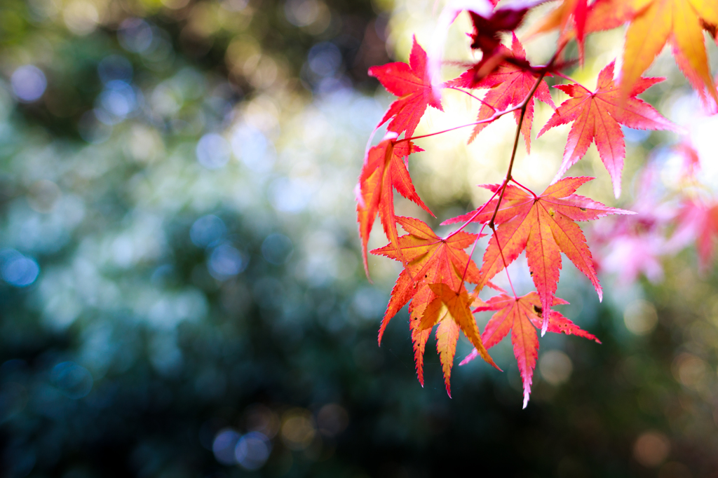 大徳寺　高桐院の紅葉　其之壱