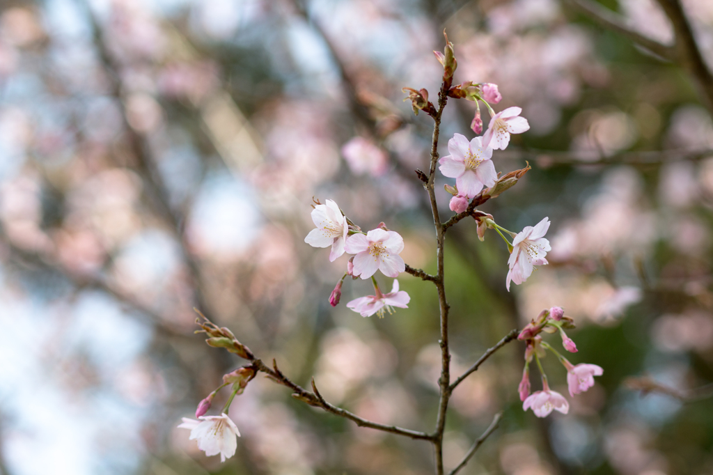 初桜